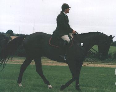 Showjumper at Waterford Show