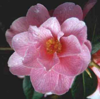 Flower Picture - Camellia