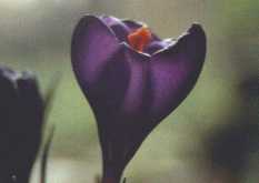 Flower Picture - Spring Crocus