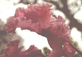 Flower Picture - Cyclamen