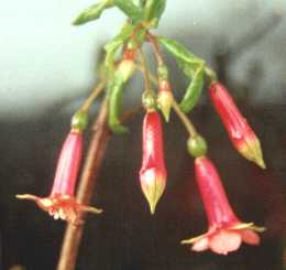 Flower Picture - Spring Fuchsia