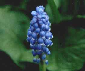 Flower Picture - Spring Grape Hyacinth