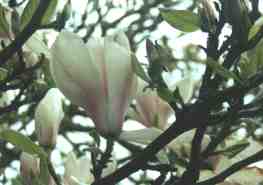 Flower Picture - Spring Magnolia