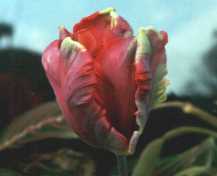 Flower Picture - Spring Tulip
